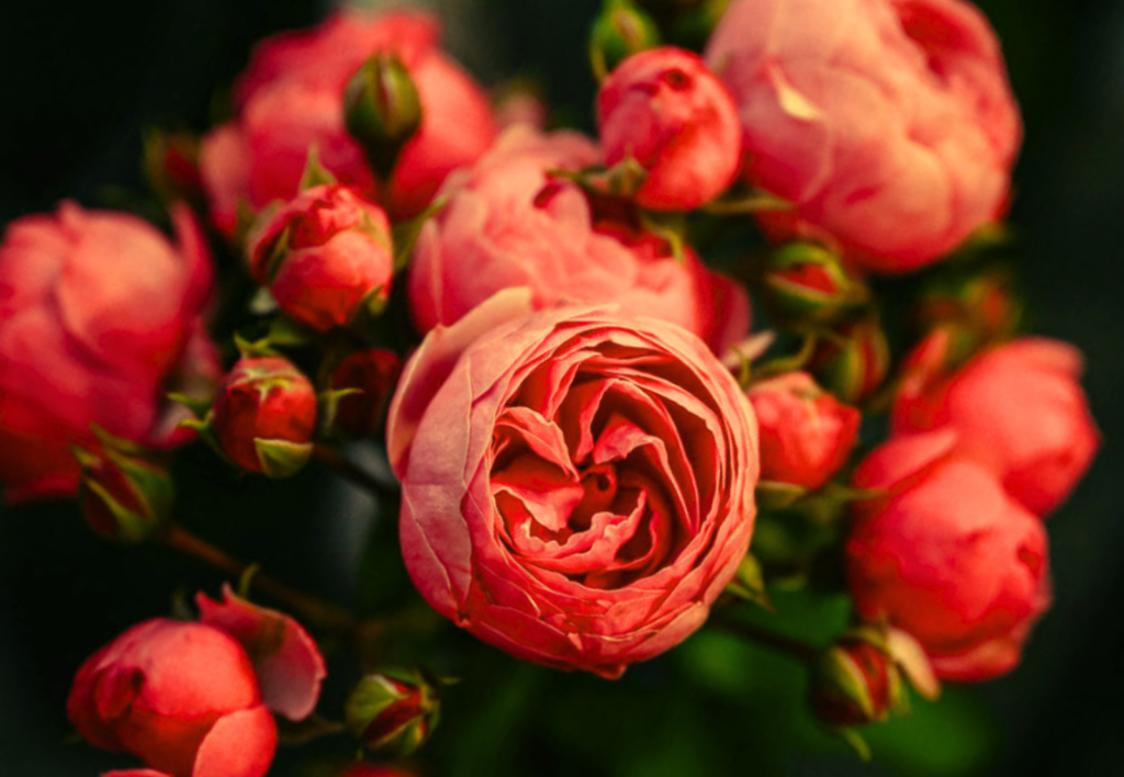 Rozes