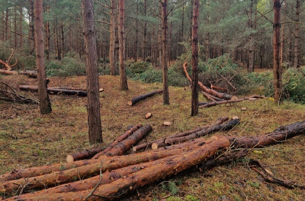 Liedaga ielā 9, pilsētas meža nogabalā uzsākta kopšanas cirte