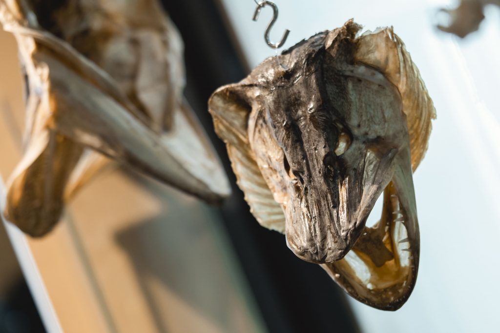 Dabas muzeja eksponāts - lielas zivs galva